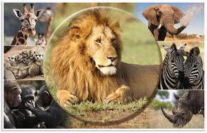 Asztali könyöklő 33x55 cm Herma "Animal Worlds" Afrikai állatok