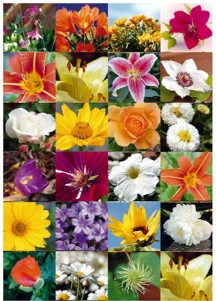Matrica Herma "Decor" Flower Realm