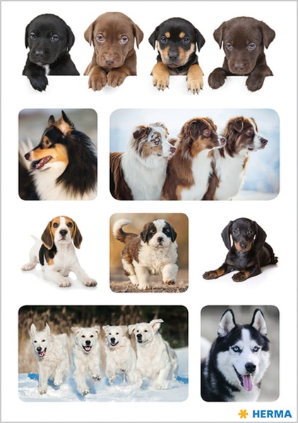 Matrica Herma "Decor" Dog Favourites