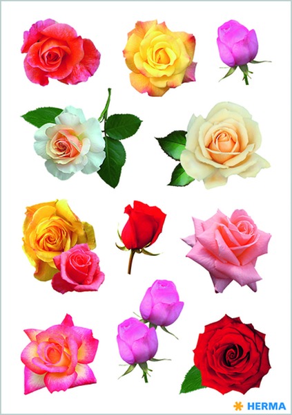 Matrica Herma "Decor" Rose