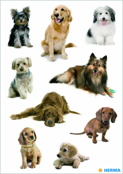Matrica Herma "Decor" Dog photos