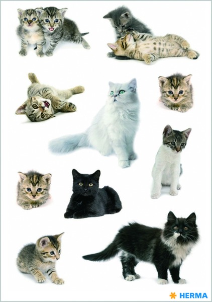 Matrica Herma "Decor" Cat photos