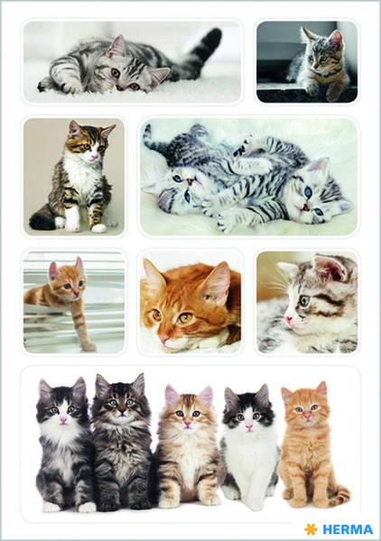 Matrica Herma "Decor" Kitten photos